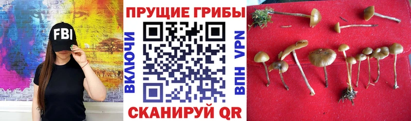 Купить  Нерехта  Галлюциногенные грибы мицелий 